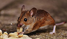 24 Hour & Emergency Exterminators in Dearborn Hts, MI